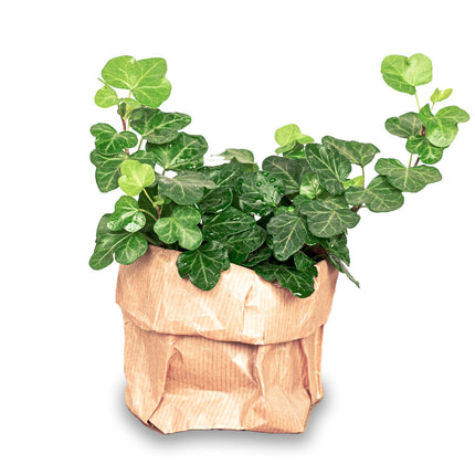 Hedera helix - Ø 7 cm