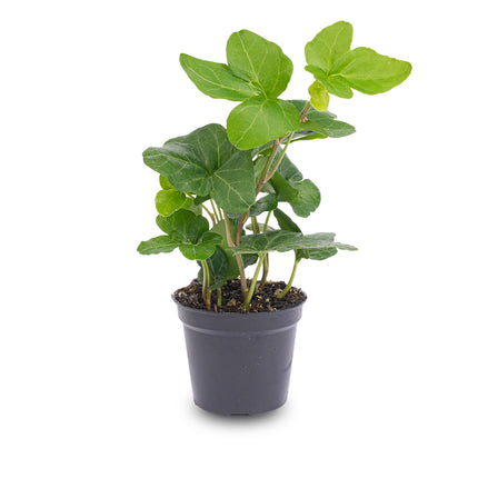 Hedera helix - Ø 7 cm