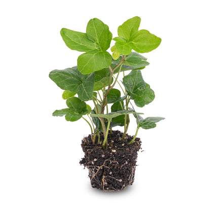 Hedera helix - Ø 7 cm