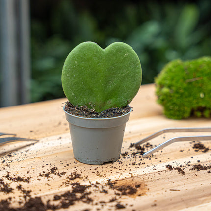 Hoya Kerrii - Hartjesplant - ↑ 10 cm - ⌀ 6 cm