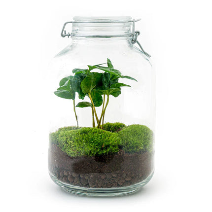  Jar Bonsai - Flaschengarten - DIY Terrarium mit Pflanzen im Glas - Ø 18 cm ↑ 28 cm