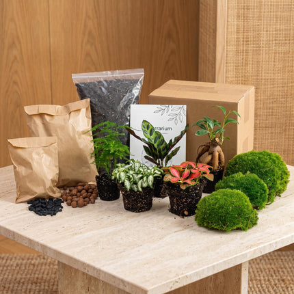 5 Terrarium plants - Plant Terrarium Refill & Starter kit - 5 terrarium plants - DIY