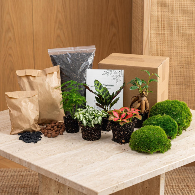 5 Terrarium plants - Plant Terrarium Refill & Starter kit - 5 terrarium plants - DIY