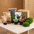 Planten terrarium pakket - 5 terrarium planten - Navul & Startpakket DIY terrarium - Mini ecosysteem plant