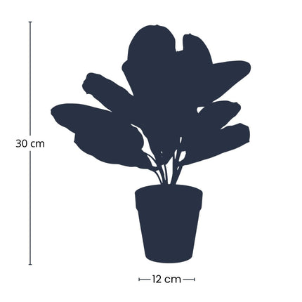 Maranta bush in pot - Artificial plant - 30 cm