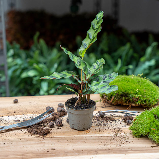 Calathea Lancifolia - Pauwenplant - Terrarium plant