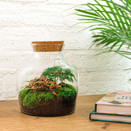 Little Joe Coffea Arabica + Fittonia White Tiger - Terrarium with light - Bottle garden DIY kit - Ø 20 cm ↑ 22 cm