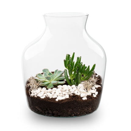 Little Joe Succulent - Open terrarium - Flessentuin DIY kit - Ø 20 cm ↑ 22 cm