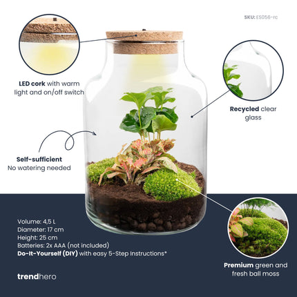 Kit de Terrarium DIY - Little Milky + Lumière LED - ↑ 25 cm
