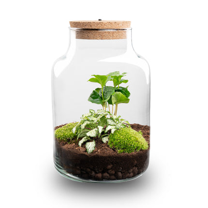 Little Milky - Flaschengarten mit Licht - Fittonia White Tiger + Coffea Arabica - Ø 17 cm ↑ 25 cm
