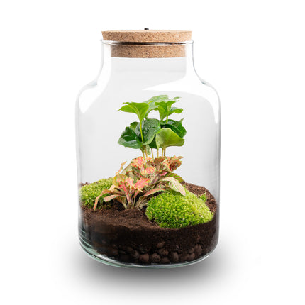 Kit de Terrarium DIY - Little Milky + Lumière LED - ↑ 25 cm