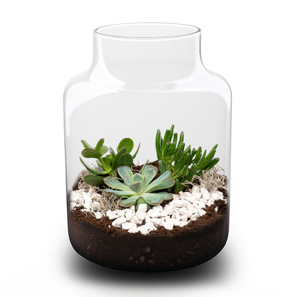Milky succulente - Terrarium ouvert - Kit DIY ↑ 30 cm