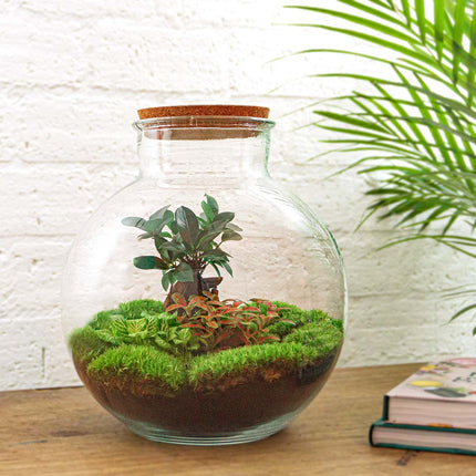 Bolder Bob Bonsai - Terrarium with light - Bottle garden DIY kit - Ø 31 cm ↑ 30 cm