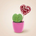 Pink pot