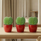 Red pot