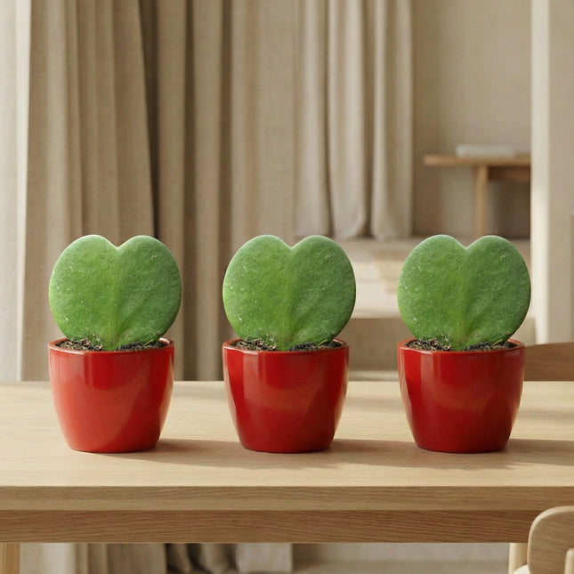 Sweetheart Plant Set - 3x Pot & Plant - Red or Pink