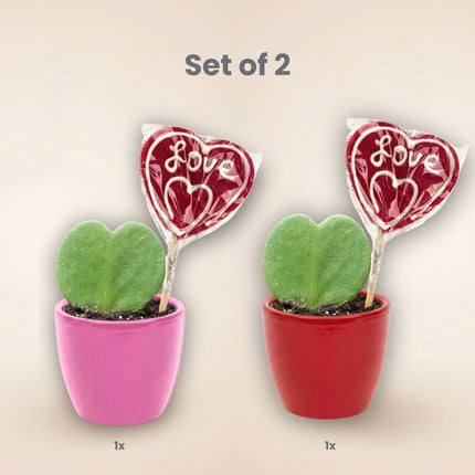 Sweetheart Plant Set - Green Mini Gift - Pot & Plant Set - Red or Pink