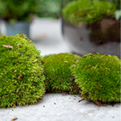 Moss