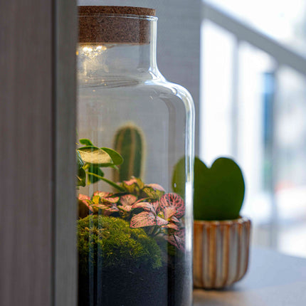 Terrarium 'CŒUR' Little Milky + liège LED gravé ♡ - Kit DIY jardin en bouteille - ↑ 25 cm Ø 17 cm