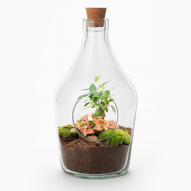 John - Open terrarium with cork - Bottle garden DIY kit - Ø 16 cm ↑ 30 cm