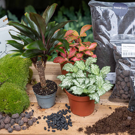 Mini-palmier - Kit terrarium recharge/démarrage - DIY
