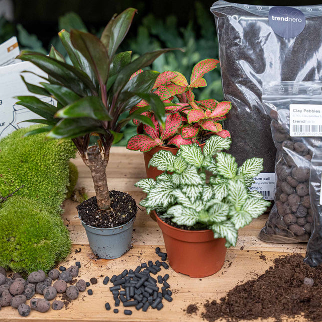 Palm - Plant Terrarium Refill & Starter kit - 3 terrarium plants - DIY