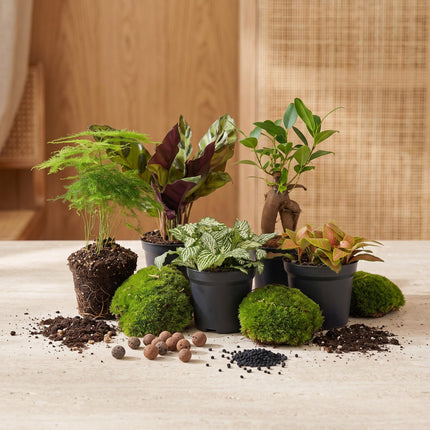 5 Terrarium plants - Plant Terrarium Refill & Starter kit - 5 terrarium plants - DIY