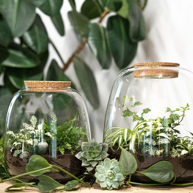 Terrarium Flaschengarten
