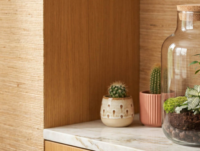 Ontdek planten terrariums