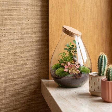 Drop XXL Bonsai - Terrarium with cork - Bottle garden DIY kit - Ø 34 cm ↑ 43 cm
