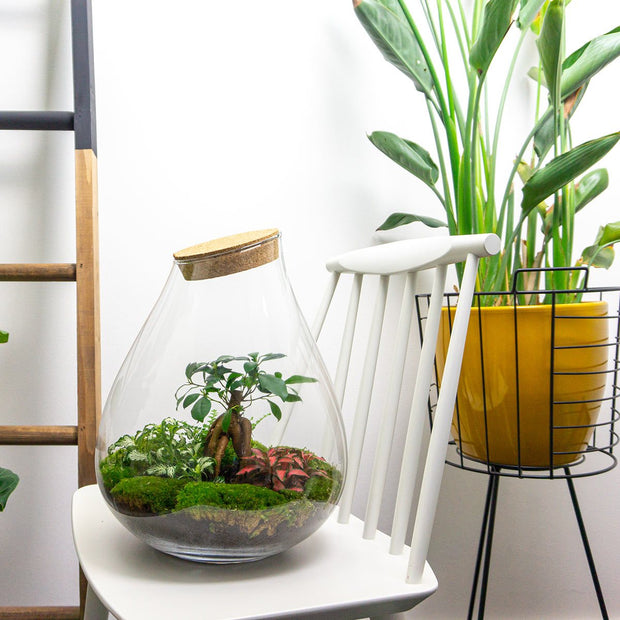 Plant terrarium
