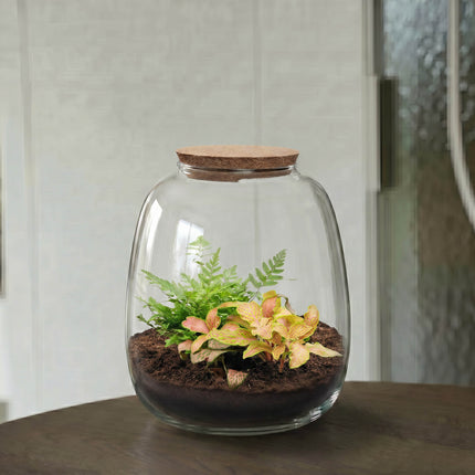 Emma Mini - Fittonia + Farn - Flaschengarten mit Korken - DIY Terrarium mit Pflanzen im Glas - Ø 19 cm ↑ 20 cm