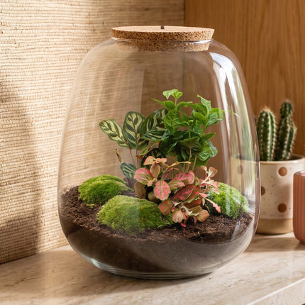 Emma - Coffea Red - Flaschengarten mit Licht - DIY Terrarium mit Pflanzen im Glas - Ø 23 cm ↑ 25 cm