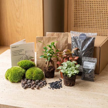 Bonsai Ficus Ginseng - Plant Terrarium Refill & Starter kit - 3 terrarium plants - DIY
