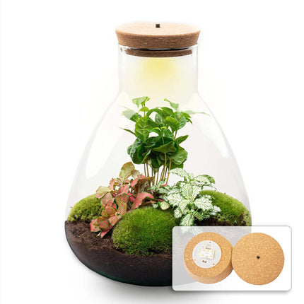 24x Sam Coffea Flaschengarten - ↑ 30 cm