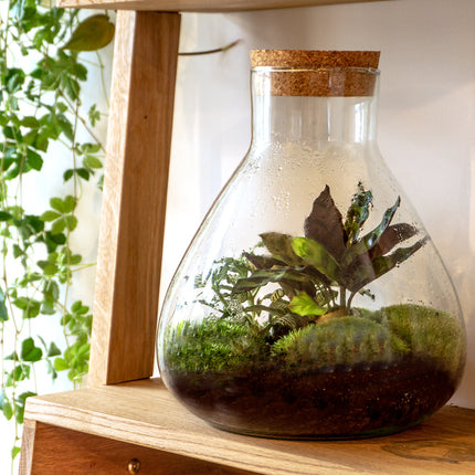 Sammie Calathea - Terrarium - Bottle garden DIY kit - Ø 22,5 cm ↑ 27 cm