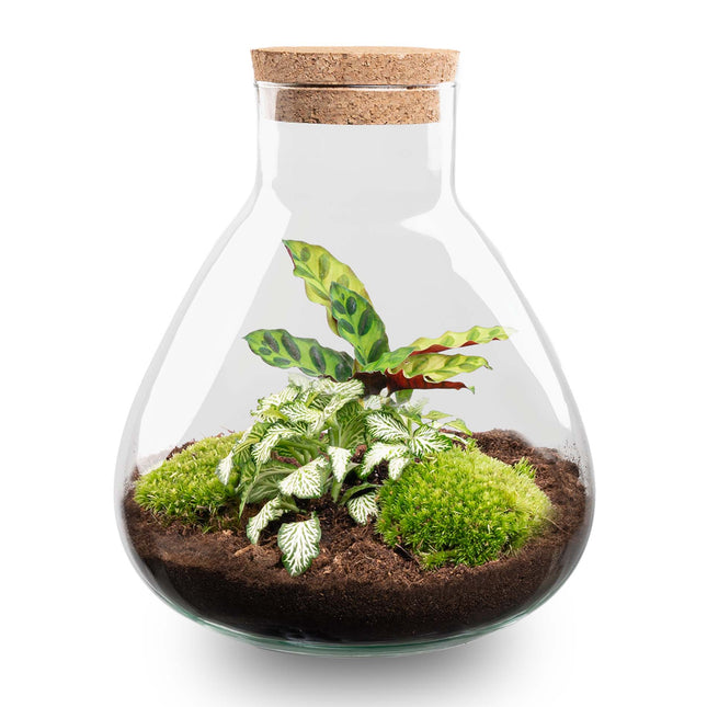 Sammie Calathea - Terrarium - Bottle garden DIY kit - Ø 22,5 cm ↑ 27 cm