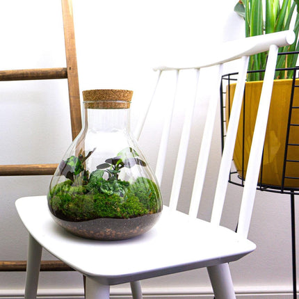 Sammie Calathea - Terrarium - Bottle garden DIY kit - Ø 22,5 cm ↑ 27 cm