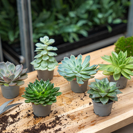 Set de 12 - Succulentes assorties en pots 6 cm - ↑ 8-12 cm
