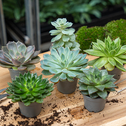 Set de 3 - Succulentes assorties en pots 6 cm - ↑ 8-12 cm