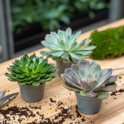 Set de 3 - Succulentes assorties en pots 6 cm - ↑ 8-12 cm