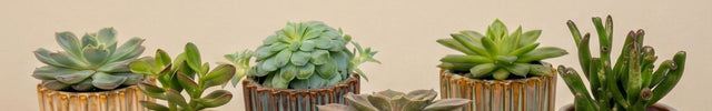 vetplant succulent kopen