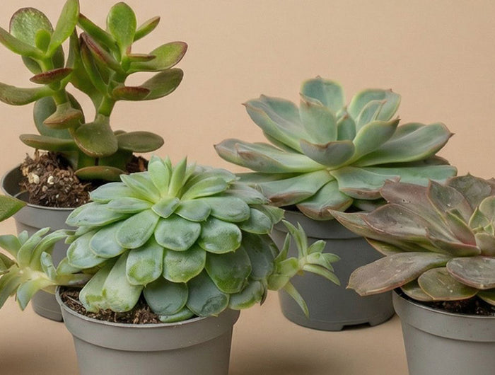 Vetplant kopen