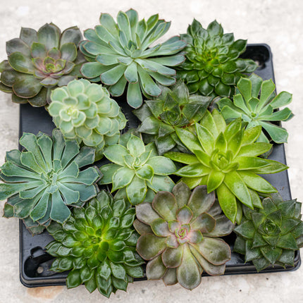 Set de 12 - Succulentes assorties en pots 6 cm - ↑ 8-12 cm