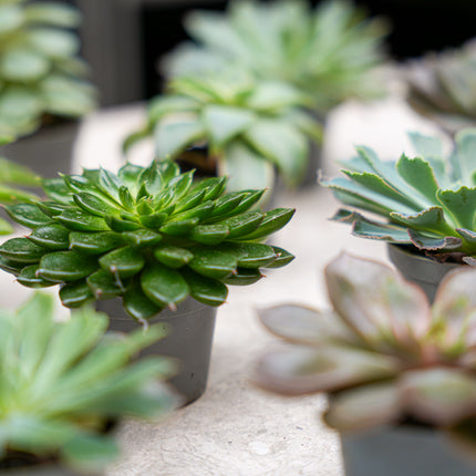 Set de 3 - Succulentes assorties en pots 6 cm - ↑ 8-12 cm