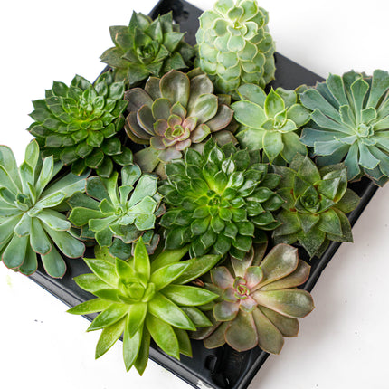 Set de 3 - Succulentes assorties en pots 6 cm - ↑ 8-12 cm