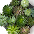 Plants of your choice
