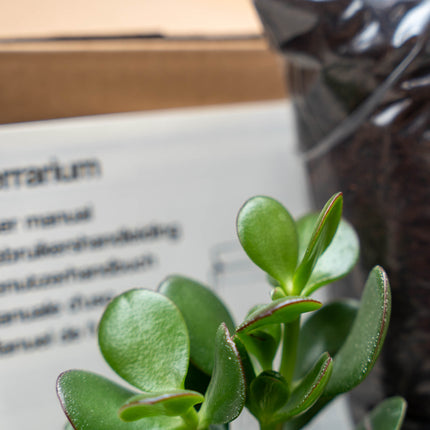 Succulentes S/M - Kit recharge terrarium - 2 succulentes - DIY