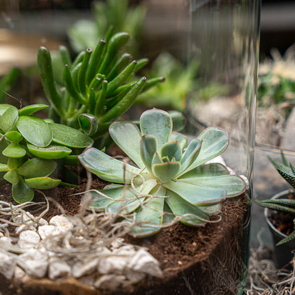 Milky succulente - Terrarium ouvert - Kit DIY ↑ 30 cm