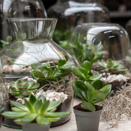 Milky succulente - Terrarium ouvert - Kit DIY ↑ 30 cm